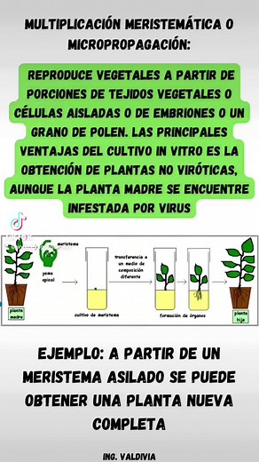 Micropropagación de las plantas (CULTIVOS IN VITRO) 🧑‍🌾🌱 | Interés Agronómico
