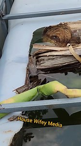 184K views · 2.9K reactions | The best and important way to start your fish pond. | House Wifey | Facebook