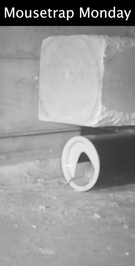 Vac Trap SUCKS up Mice & Rats. #mousetrapmonday #rat #pestcontrol