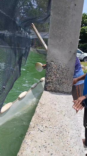 Bwain Butaritari Island. | Tij Taikate Teimarane