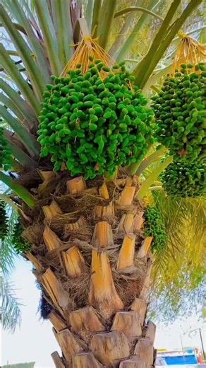 Dubai Secret Superfood The Best Dates! #dubai #dubaifood #burjkhalifa #dubaimall #dubailfe #khajur