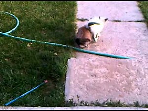 Bunny rabbit humping cats