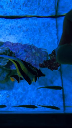 Moorish idols, also known as "Gill" from Finding Nemo, are one of the hardest fish to treat and acclimate. They have super strict dietary needs and require frequent feeding, sometimes more than 3 times a day, for an individual to remain healthy and thriving. They get sick super easily and once they stop eating, it's almost impossible to bring them back. They are a lot of work and definitely best left to advanced keepers! when done right they are a very rewarding species to keep🧐 | Tommy Naples