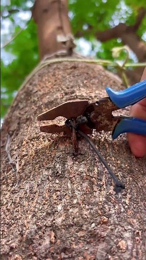How to protect your tree from nails, easy, and simple way to save your tree 🌳 #savenature
