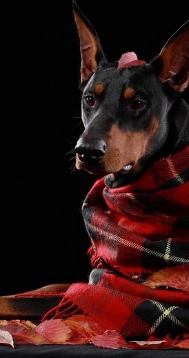 The MOST Protective Dog Breeds