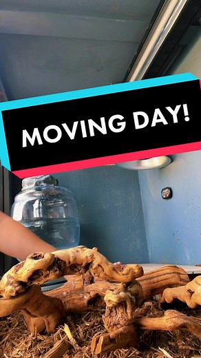 That Teacher with the Lizard on TikTok