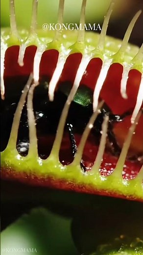 Nature's Perfect Trap: Venus Flytrap Catches Prey in Stunning Slow Motion #venusflytrap