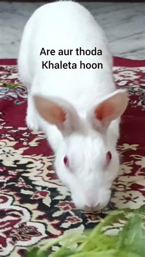 Bunny ka daily routine🤣 ft. bunny #ItsMercyOfficial