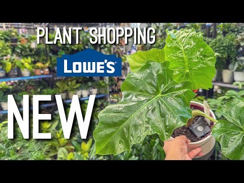 New RARE Plant From Live Trends at Lowes! Big Box Store Plant Shopping! 🛒🪴