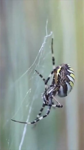 Do you wonder how Spiders Wrap It's Prey? #spider #facts #animals #animals