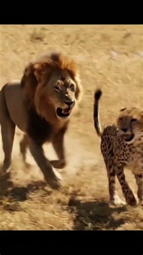 “Cheetah Attacks Lion at Full Speed – What Happens Next Is SHOCKING!”