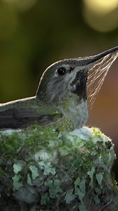 Baby hummingbird twins, rescued 💛 | Nature | PBS