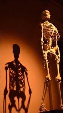 #List of #206 Bones #Axial skeleton #Appendicular skeleton