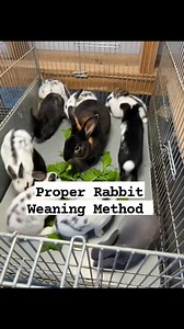 PROPER WEANING METHODS FOR STRONG AND FAST-GROWING KITS As a professional rabbit farmer, how you wean kits affects their survival, growth speed, and future productivity. Poor weaning causes stress, diarrhea, and losses. 1. ■ WEAN AT THE RIGHT AGE Most kits should be weaned at 4–6 weeks, depending on breed and strength. 2. ■ INTRODUCE SOLID FEED EARLY Allow kits to nibble feed while still nursing to ease transition. 3. ■ SEPARATE GRADUALLY, NOT SUDDENLY Gradual separation reduces stress and diges