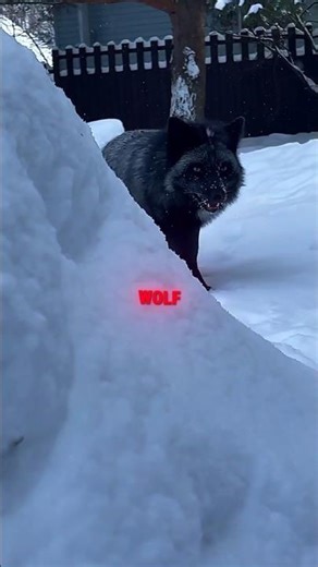 Wild wolves became her family🐺☺️