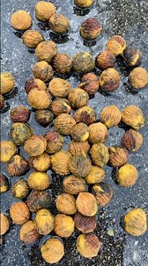 Cleaning Black Walnuts the Drill Brush Method.