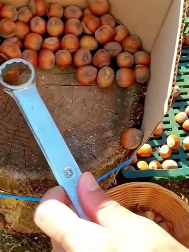 Quick shelling process of hazelnuts