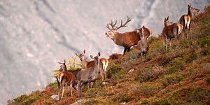 Animal de l’année 2017: le cerf élaphe