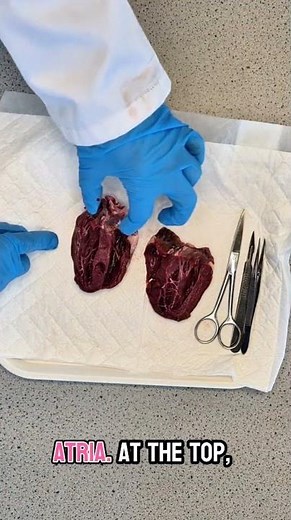 Heart Anatomy - Heart Dissection