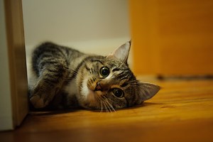 That Time the CIA Tried to Train Cats to Be Spies