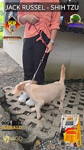 33K views · 560 reactions | JACK RUSSEL - SHIH TZU Congrats, Toffee and family ❤️ Manalo K9 Technologies International Corporation61378282:204SDN - Superdog Nutrition Dog Food63617223:2048:SDN - Superdog Nutrition Dog Food] #food #family #dog | Doc Abel Manalo | Facebook