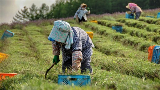Where the wild things grow — foraging in Japan