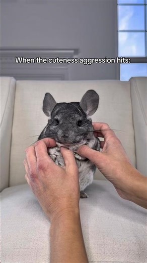 Can’t believe this baby’s 12th Gotcha Day is coming up 🥹 #chinchilla #cuteness #shorts