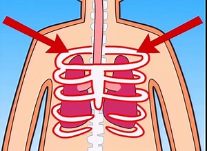 How Do My Lungs Work?