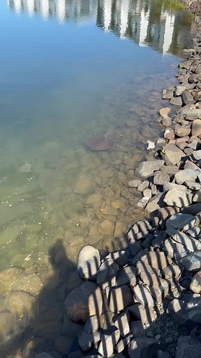 Stingray Swimming in Coomera River Canal