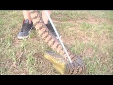 Diamondback water snake biggest water snake in TX.