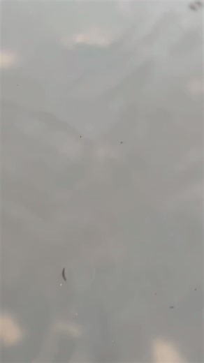 Modifikasi Mio M3 Gaya Sulawesi dengan Warna Hijau