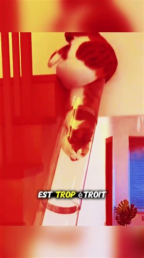 Un chat coincé… impossible de faire demi-tour🐱