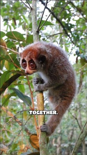 Slow lorises are venomous