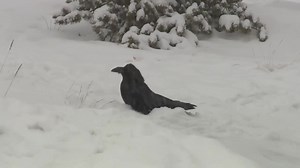 1.2M views · 59K reactions | A Raven having a snow bath and lots of fun. | Spirit of Old | Facebook