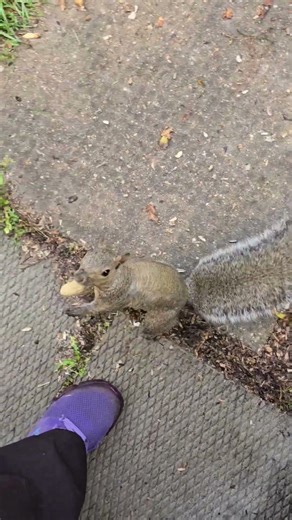 Morning Slappy squirrel #short #greysquirrels #squirrelwatching