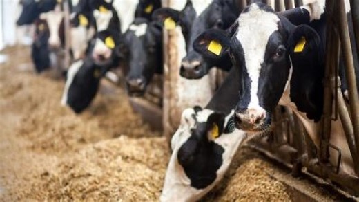 BREAKING: Mystery Illness Impacting Texas, Kansas Dairy Cattle is Confirmed as Highly Pathogenic Avian Influenza Strain