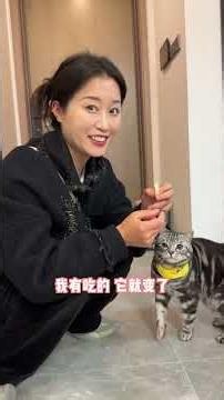 喂到表情包那个会跳舞的猫了，太会扭了... #万物可爱计划 #猫咪的迷惑行为 #记录猫咪日常#美短虎斑猫 @DOU+小助手