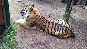 Super Angry Tiger Growling
