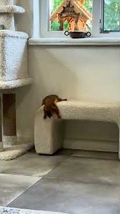 33°C. Scorching again today / Сегодня опять жара 🐿️☀️ #squirrels