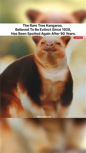 The rare Tree Kangaroo, believed to be extinct since 1928, has been spotted again after 90 years🤯.