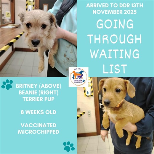 Britney & Beanie have left the Center 🎉🎉🧡🧡 More to follow 🧡 #adoptdontshop #rescuedogsrock #TeamDDR | Dundalk Dog Rescue