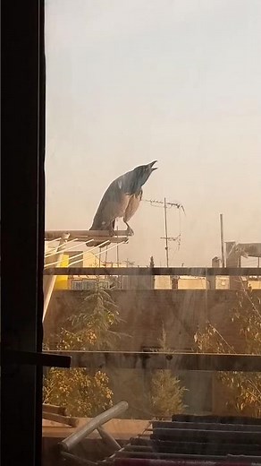 Amazing Crow Sound #shorts #crowsounds