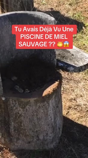 Dans La Ruche 🍯 on Instagram: "😳 Mon père m'a montré cette merveille de la nature : une ruche sauvage installée dans un tronc creux ! 🐝 Les abeilles préfèrent les cavités naturelles pour leur isolation thermique supérieure, créant ces réserves de miel impressionnantes. Une leçon d'humilité face à l'ingénierie animale. 🌿 #apiculture #abeille #miel #nature #insolite"