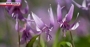 Spring – The Wisdom of Herbs - Herbal Symphony