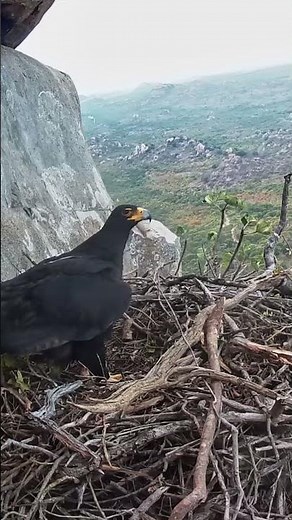These Black Eagles Are Busy Renovating for the Season 🦅🌿