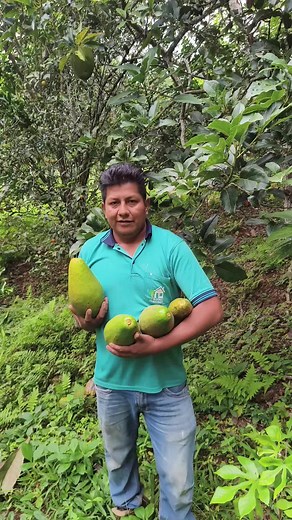 Paltas extra largas de La Paz Yungas: palos blancos y cultivo sostenible