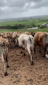 Farmer Phil had the cows on the hill today, it’s lucky they didn’t blow away | Alo Vera The Jersey cow