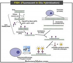 Différence entre l'hybridation in situ et l'immunohistochimie | Hybridation in situ vs immunohistochimie - Science et Nature 2025