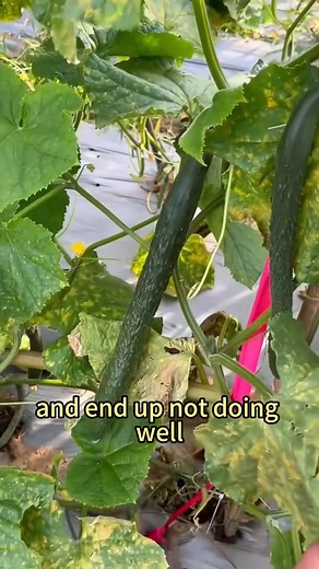 3.5K views · 75 reactions | Six Essential Tips for Beginners Growing Cucumbers#vegetablegarden #vegetablegardening #planttips #gardeningtips #agriculture | Agriculture 12.7 | Facebook