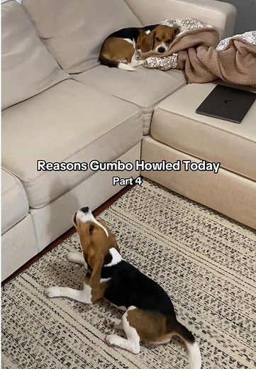 Gumbo the Beagle Howled Again — Funny Reasons Explained